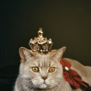 고양이 미용실 그냥 이미지