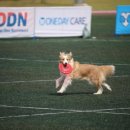 윤선생애견훈련소 이미지