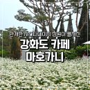 강화도 카페 마호가니 만개한 샤스타데이지 정원 비오는날 엄마랑 데이트 후기