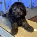 반려견 | 천안강아지분양 반려견 분양후기