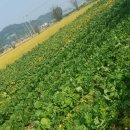 용래농장 이미지