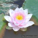 아라한2 Daum카페