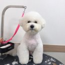 단짝 펫살롱 이미지