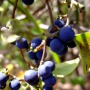 댕댕이루 이미지