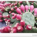 영암산야초