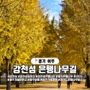 동초교사거리2(동초등학교 방향 교통섬) | 경기 여주 강천섬 유원지, 은행나무 단풍 위치 별 포인트 탐방기