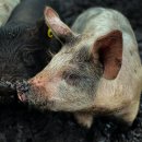 구헌농장 이미지