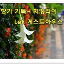 (태국) 치앙라이 숙소 정보 렉하우스,모닝듀로지 --태국자유여행기 이미지