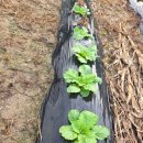 파도농장 이미지