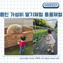 11260-1-18-42 | 용인 아이랑 가볼만한 곳 18개월 미만 무료 가성비 딸기체험 헤븐온어스 재방문후기