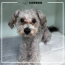 리라동물병원 이미지