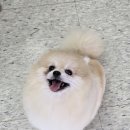 영구리당당 네이버블로그