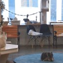 이쁜냥이 | 일산 고양이카페 추천, 재방문 많은 이유 알겠던 웨스턴돔 냥이시대