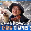 Ep.03 버섯왕+발전왕 ‘일거양득’ 농촌 태양광 관리 딱 이렇게만 하세요. 300kW 버섯 재배사 태양광 발전소 [전국태양광자랑](w 이미지