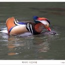 원앙 이미지