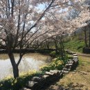 산들바람 한옥민박 | [국내여행] &#39;21년 봄 서산 봄꽃구경 유기방가옥, 수선화, 개심사, 벚꽃, 간월도, 유채꽃