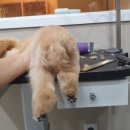 진접애견미용 이미지