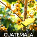 카페에르모사 이미지