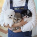 부산강아지분양 테디럽 명지본점 이미지