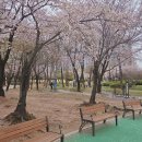 연지공원 | 🌸 김해 연지공원 벚꽃 실시간 후기 (비 온 뒤 현재 상태) 지금 가도 될까?