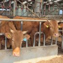 황금누리농장 이미지