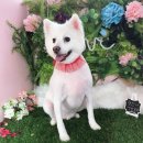 황언니 펫살롱 이미지