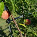 대홍농장 이미지