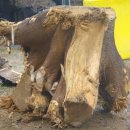 오동나무농장 이미지