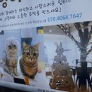 하늘을 걷는 고양이 카페 이미지