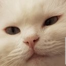 고방동물병원 네이버블로그