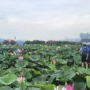 연꽃테마파크 이미지