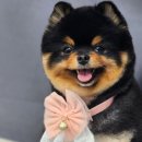 니니 애견 미용실 이미지