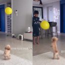 꼬마강아지 이미지