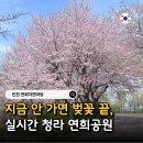 중봉대로 | 인천 벚꽃 명소 청라 연희공원 위치 주차 실시간 벚꽃 후기