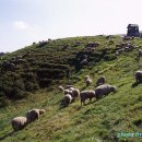 산기슭목장 이미지