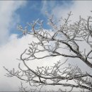 제152차1월 신년산행 정선 백운산마천봉(1,426m) 눈꽃산행(하이원리조트) 이미지
