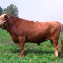 워낭소리 이미지