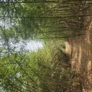 4/13(일)울산/덕하역 함월산(138m) 선암호수공원 솔마루길 울산대공원 이미지