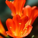 주황색 꽃을 피우는 군자란 이미지