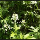 용산-249 이미지