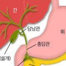 담낭(쓸개)의 주요 기능과 역할 ​ 이미지