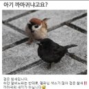 암흑참새의 진실 이미지