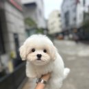 글로리 폭스 꼬똥 이미지