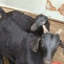 태성농장3 이미지