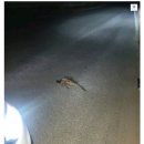 꿩 주워서 백숙해먹은 디씨인 이미지