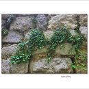 덩굴해란초(크로아티아 두브로브니크 성벽) 이미지