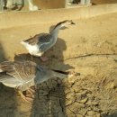 아성2농장 이미지