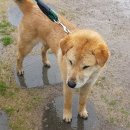 군보 이미지