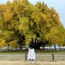 동아에스티(주)원주지점 | 원주 반계리은행나무 실시간 절정 단풍명소 볼거리 주차 총정리