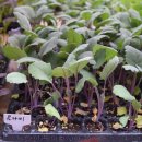 송강전통시장 이미지